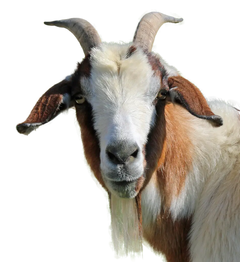 Brown and White Goat