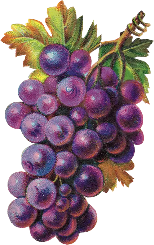 Bunch of Purple Grapes Illustration