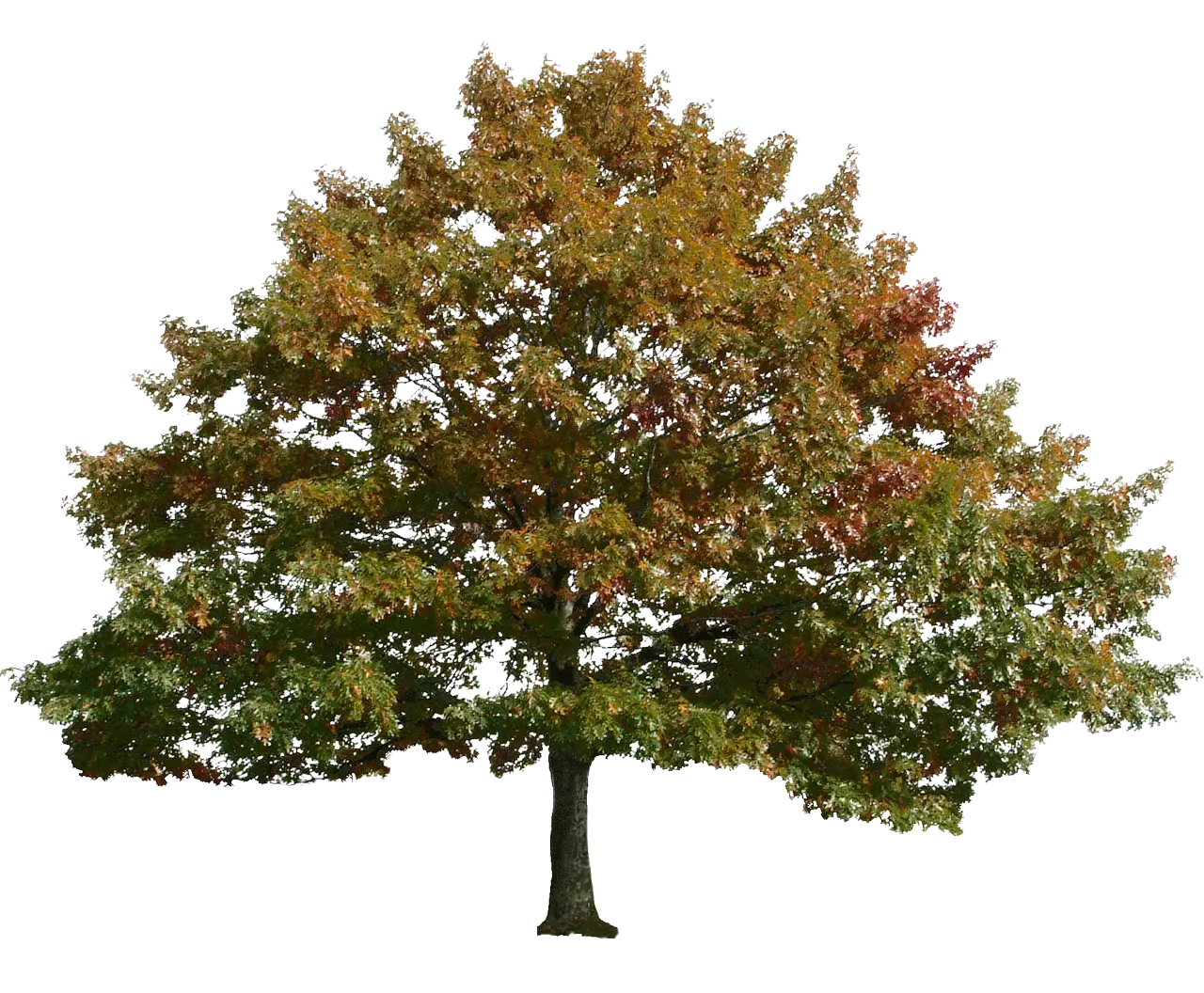 Autumn Tree with Colorful Leaves