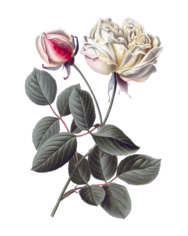 White and Red Roses