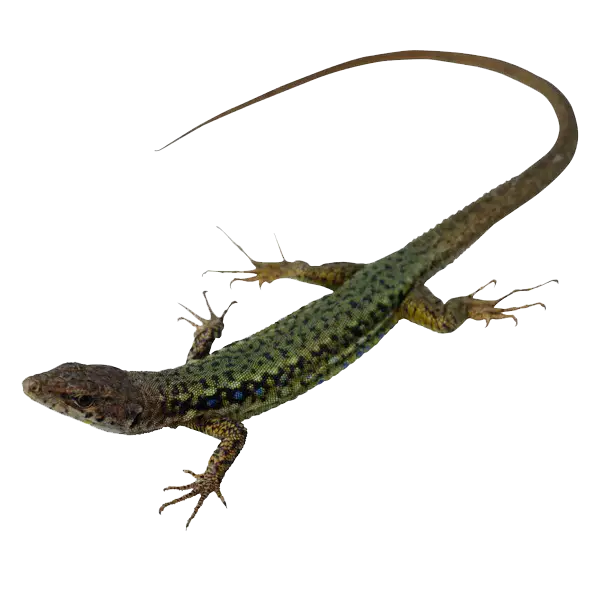 Green Lizard on Transparent Background