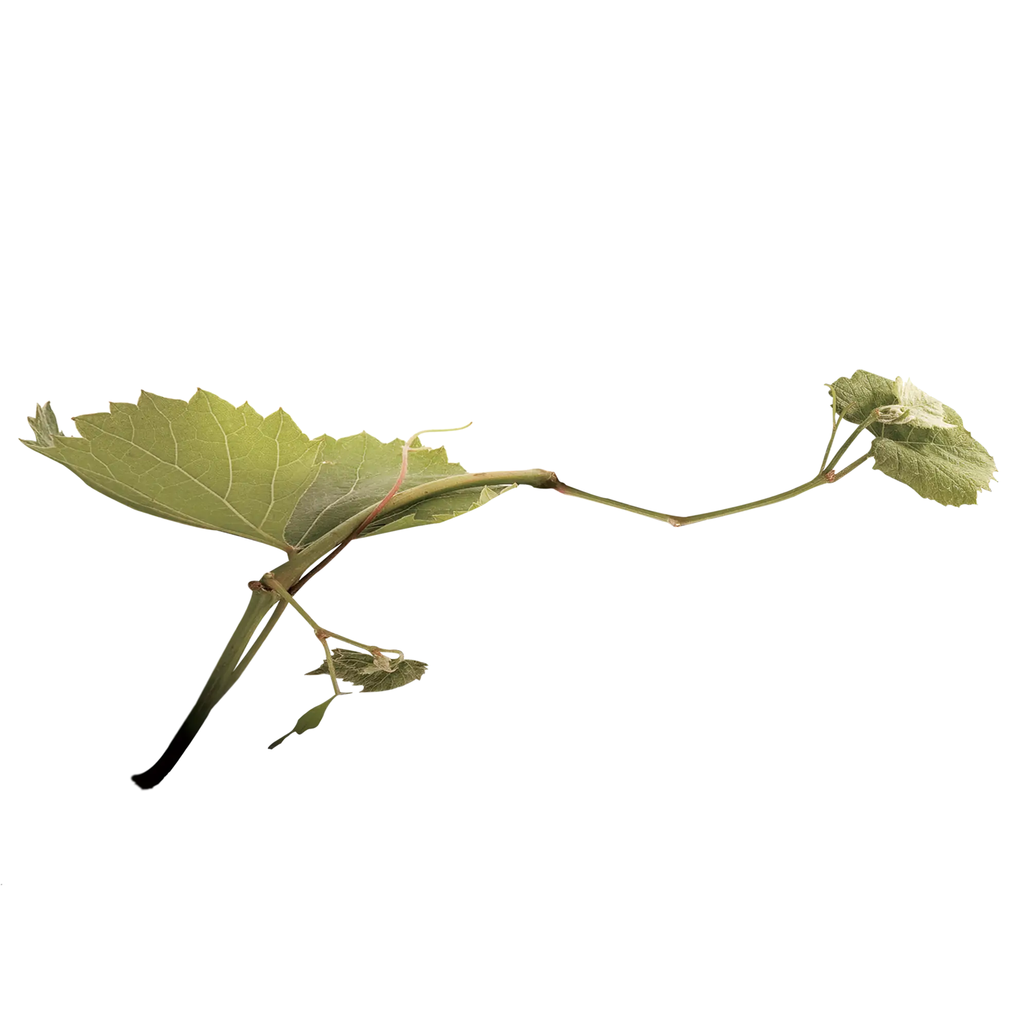 Green Leaf on Branch