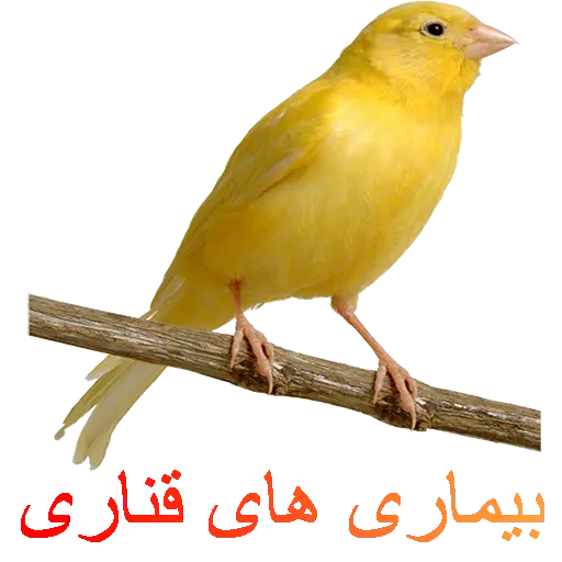 Yellow Canary Bird on Branch