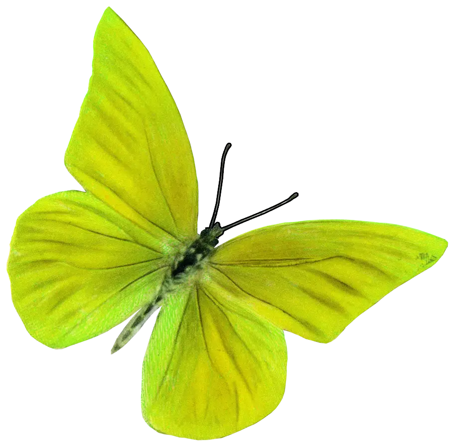 Yellow Butterfly Illustration with Delicate Wings