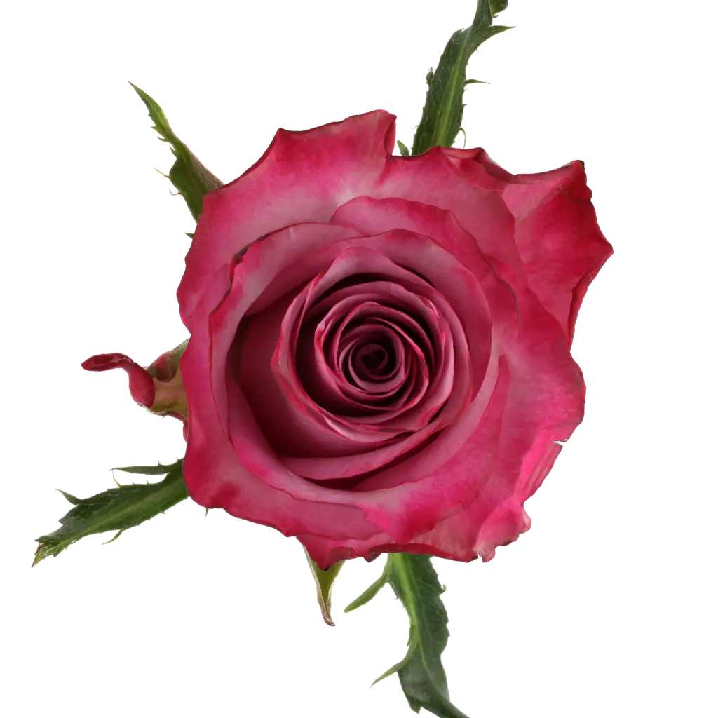 Beautiful Pink Rose with Green Leaves