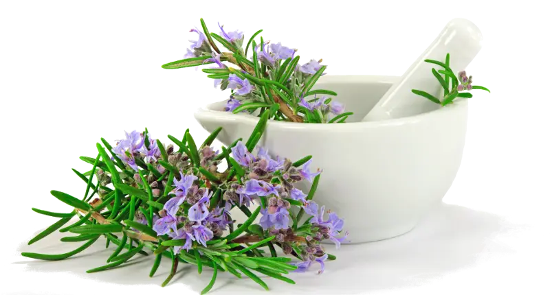 Rosemary Herb with Mortar and Pestle