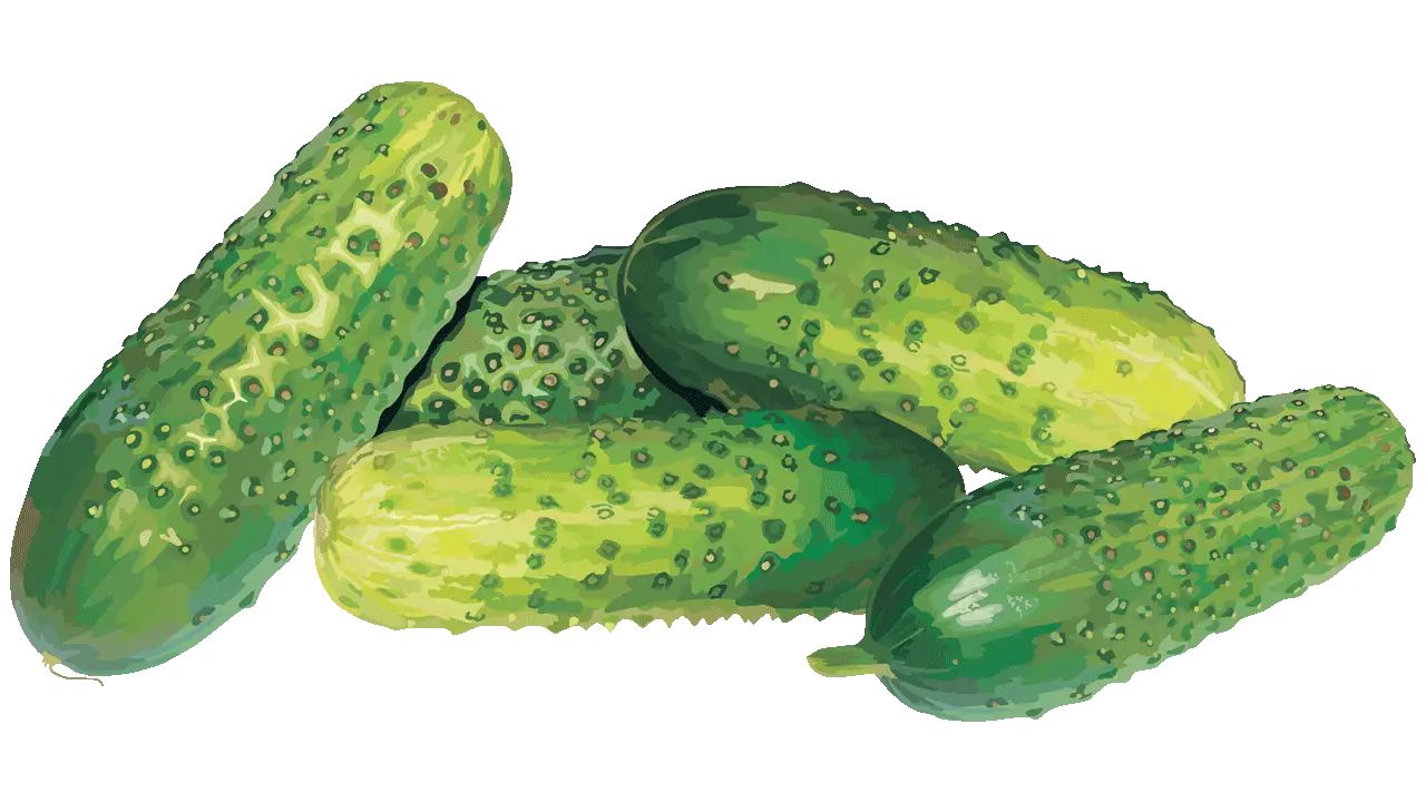 Fresh Green Cucumbers Illustration