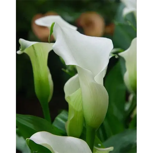 White Calla Lilies in Bloom