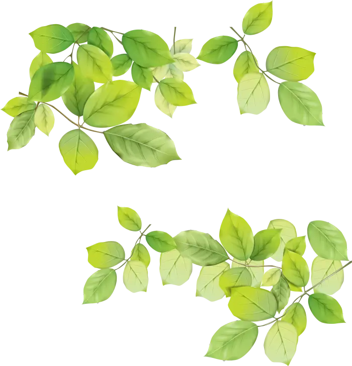 Illustration of Green Leaves for Botanical Theme