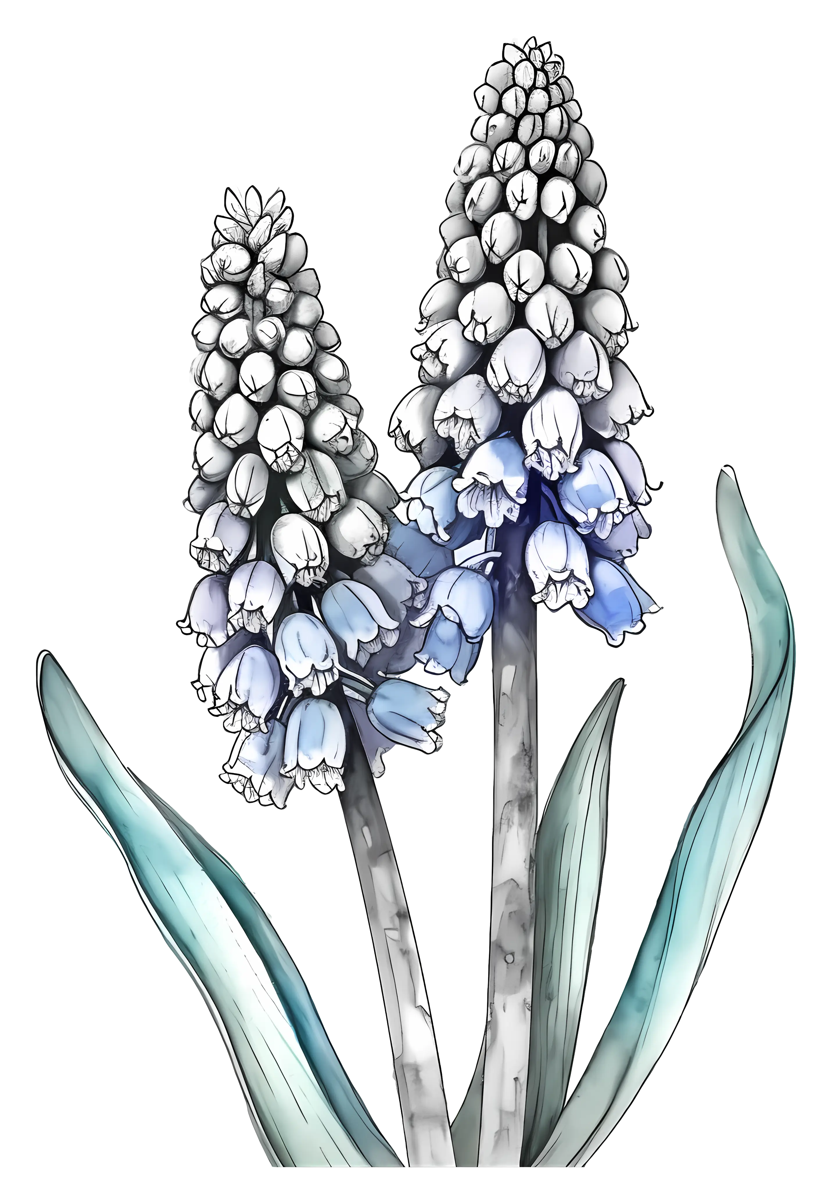 Beautiful Bluebell Flowers Illustration