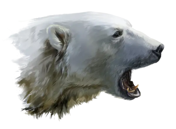 Roaring Polar Bear
