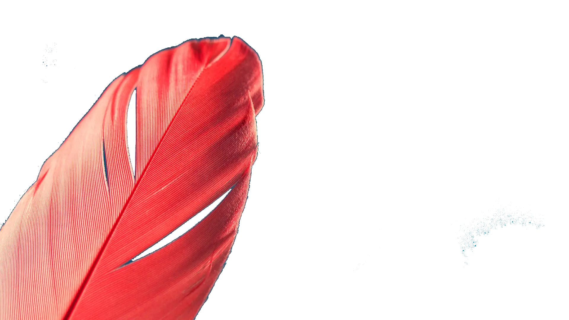 Red Feather Close-Up