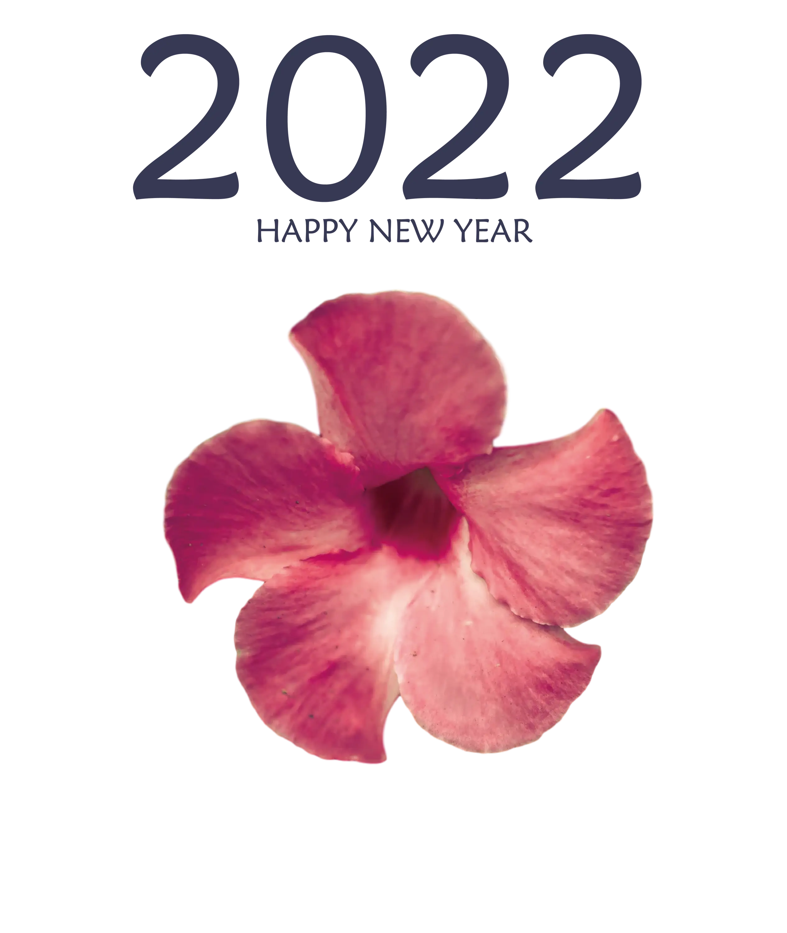 Pink Flower 2022 New Year Greeting Card