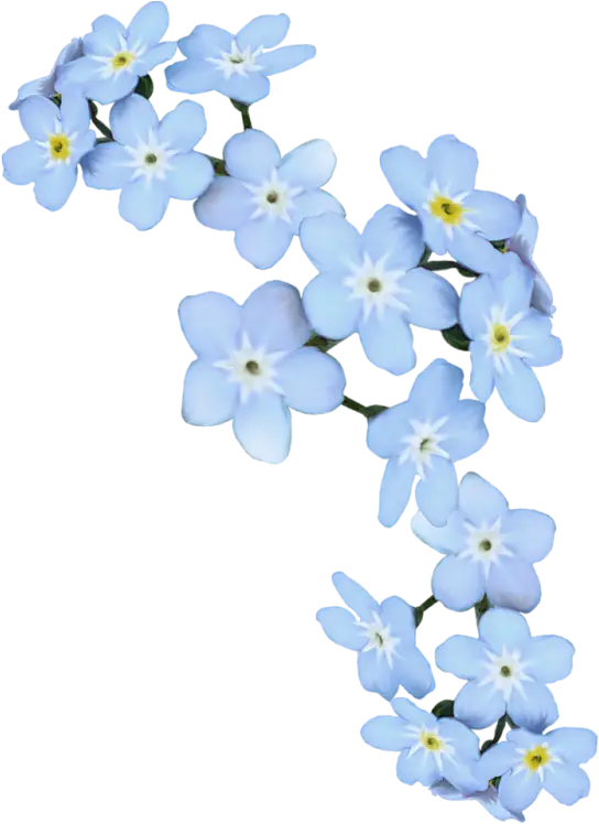 Beautiful Blue Forget-Me-Not Flowers