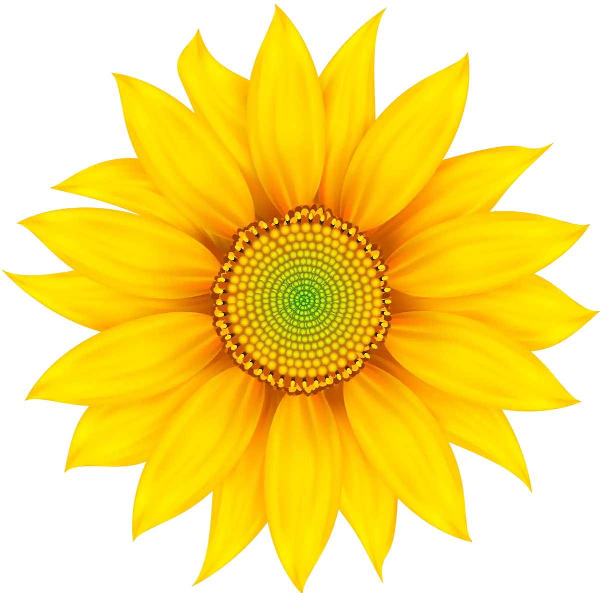 Yellow Sunflower in Bloom