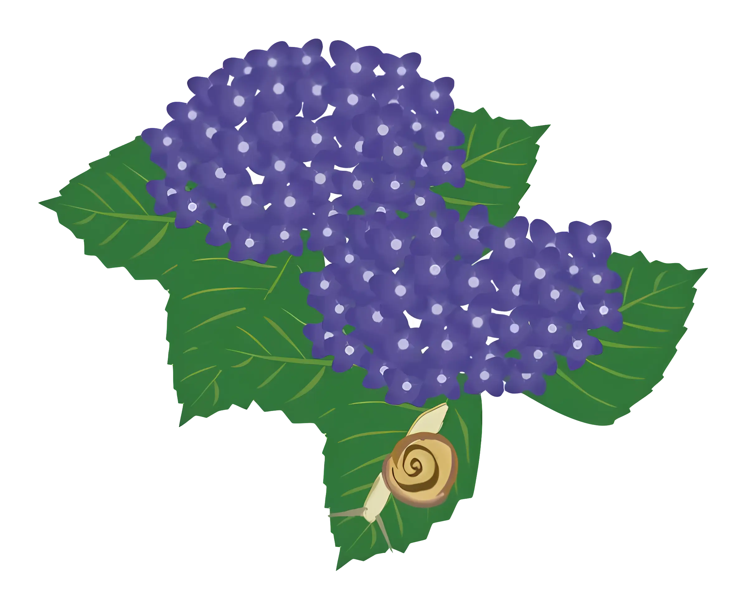 Purple Hydrangea with Snail