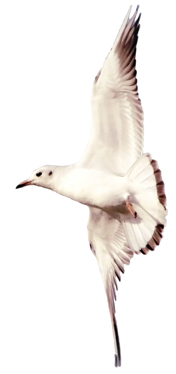Flying White Seagull