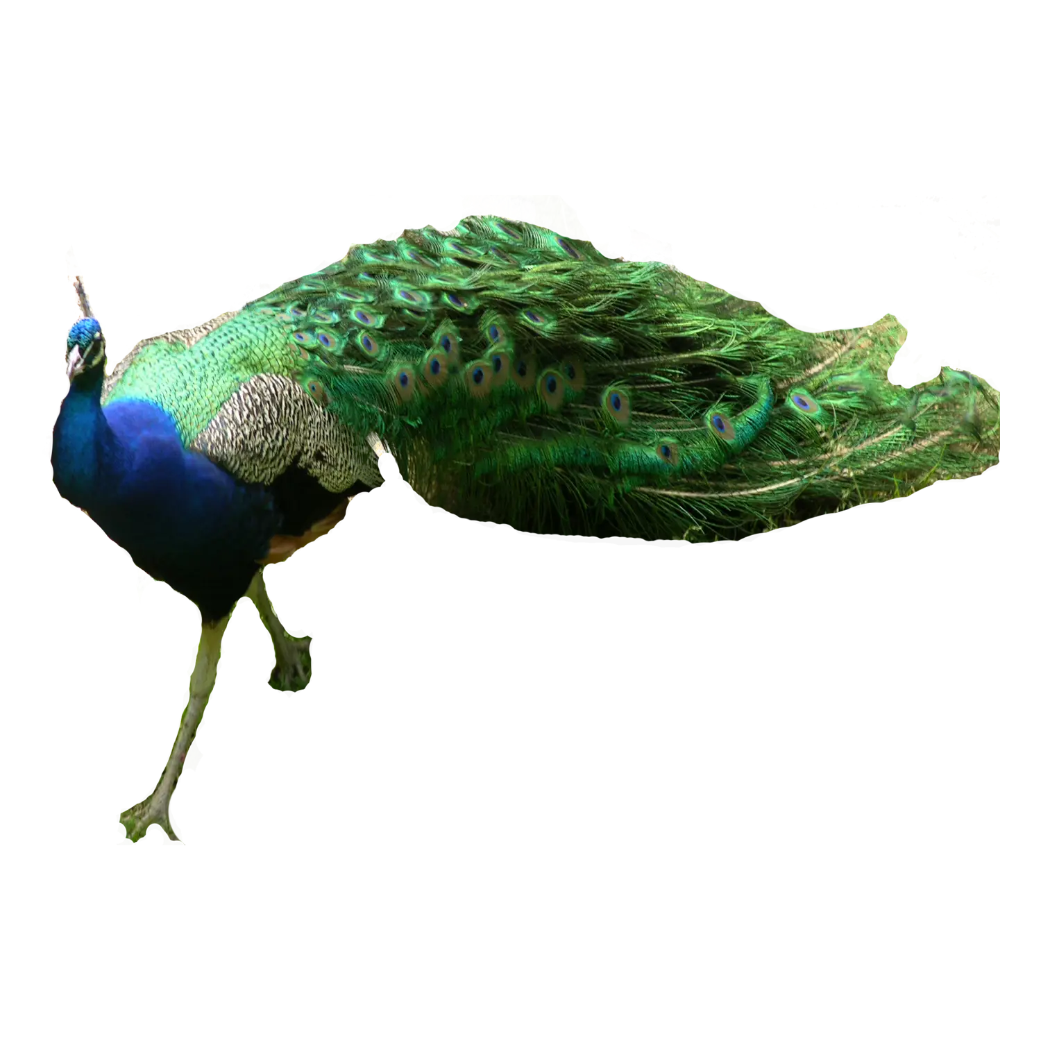 Colorful Peacock