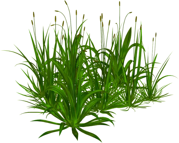 Rich Green Grass Plants Illustration