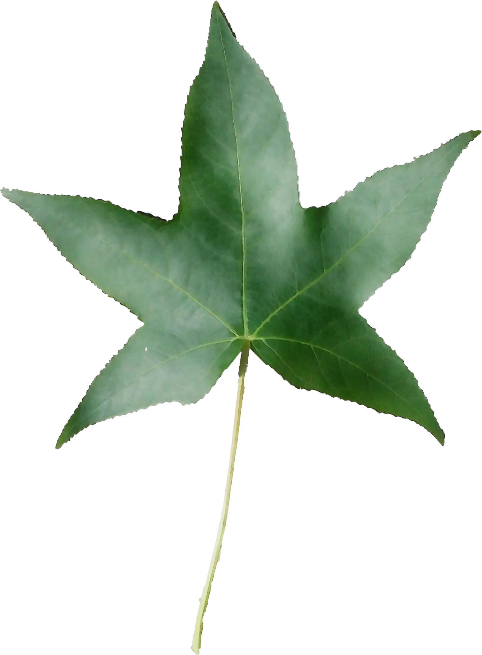 Green Star-Shaped Leaf with Natural Vibes
