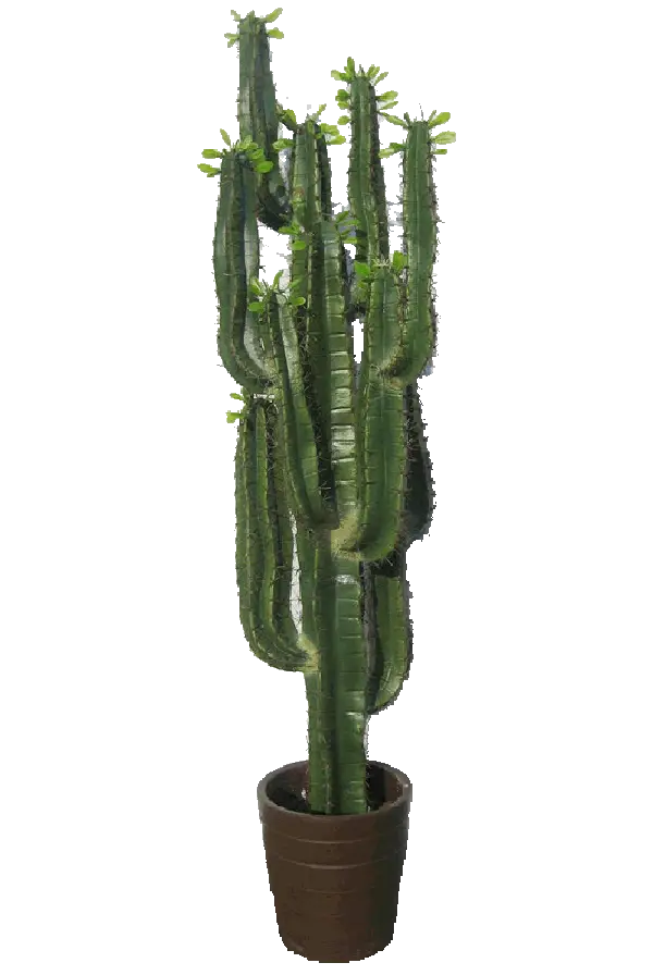 Tall Green Potted Cactus