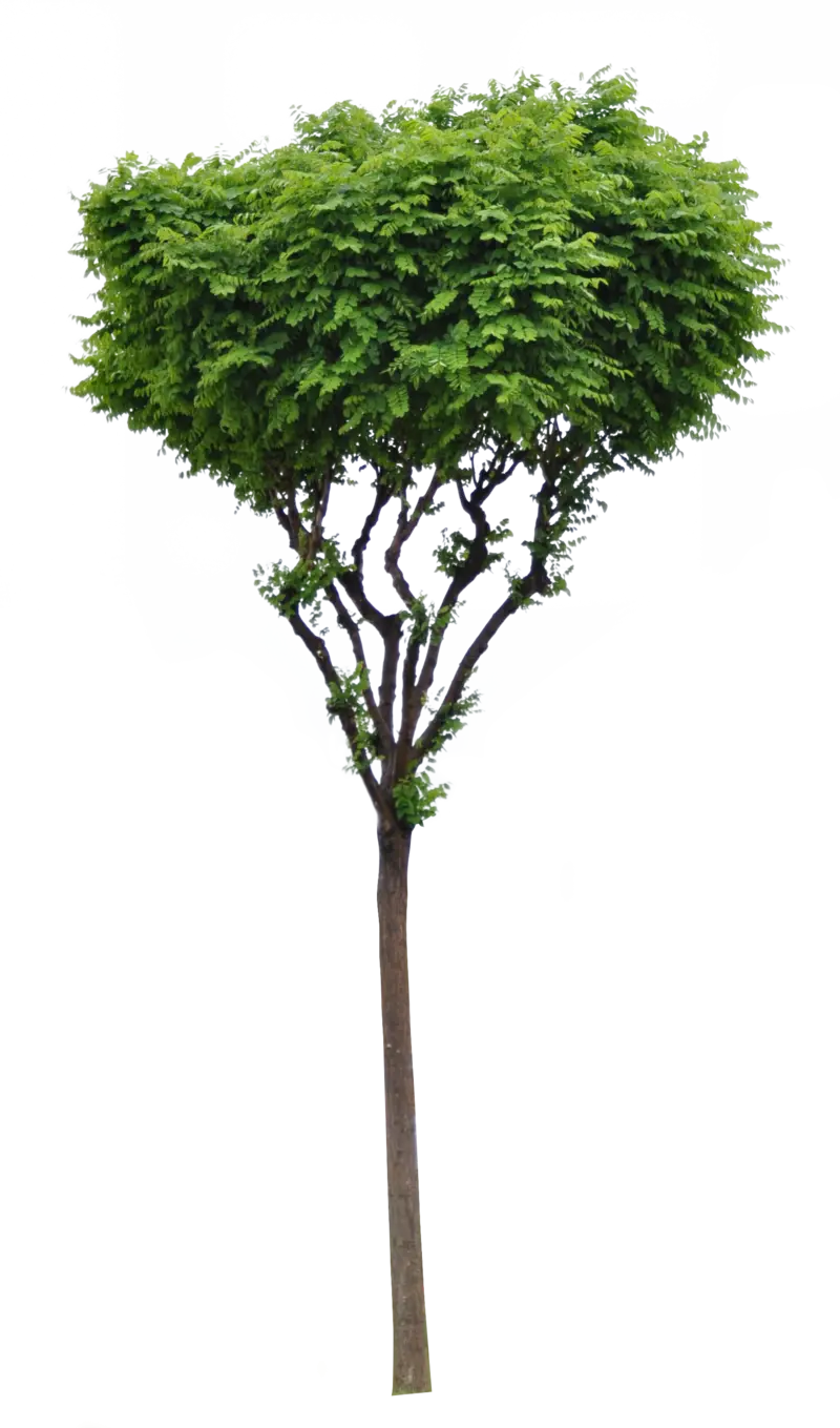 Small Tree with Green Leaves