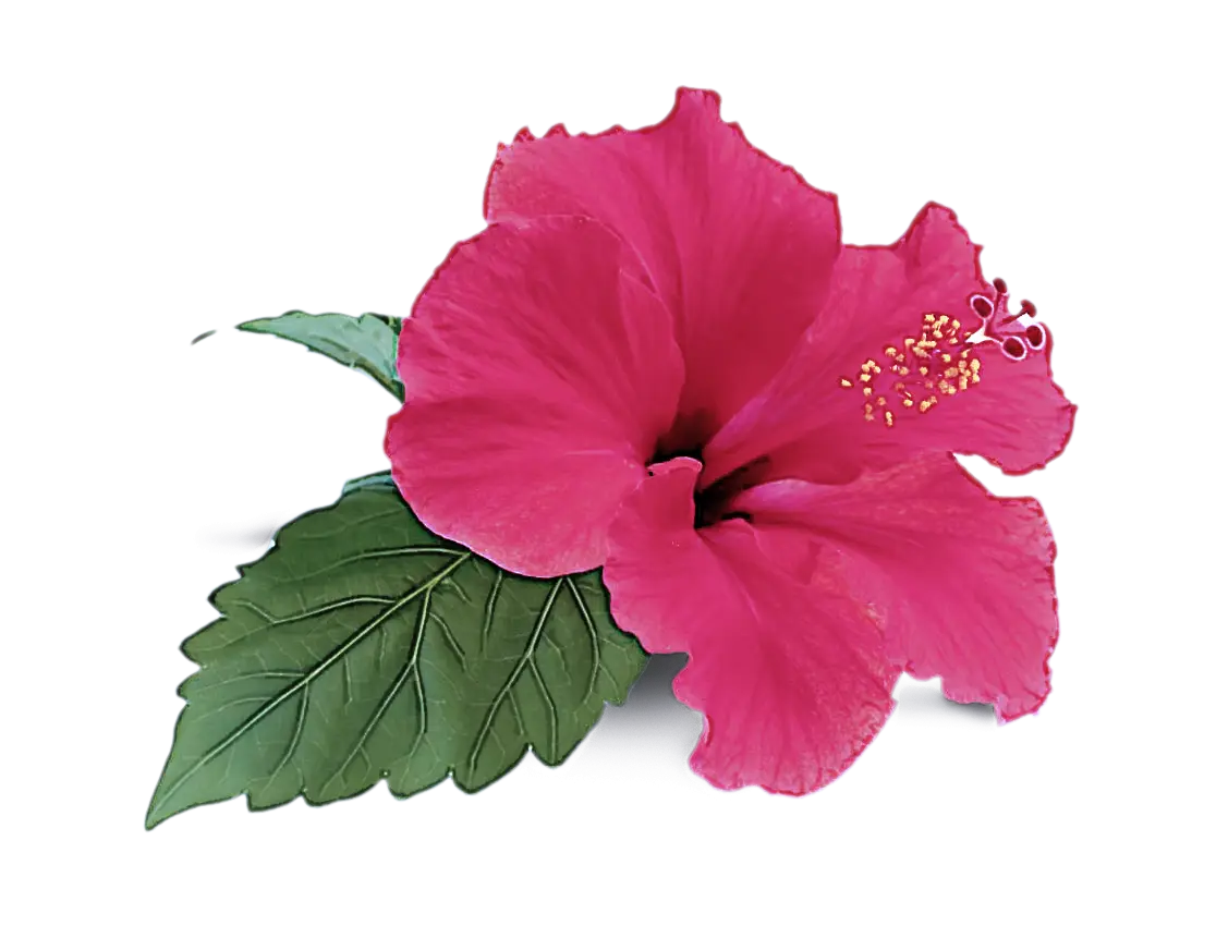 Pink Hibiscus Flower with Green Leaves