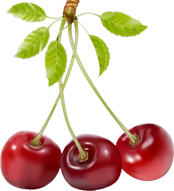 Three Cherries with Leaves Illustration
