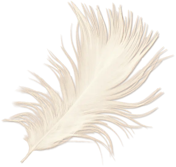 Soft White Feather Illustration