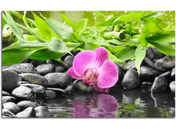 Orchid with Bamboo and Stones