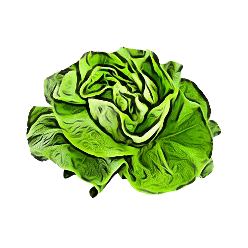 Green Lettuce Head Illustration