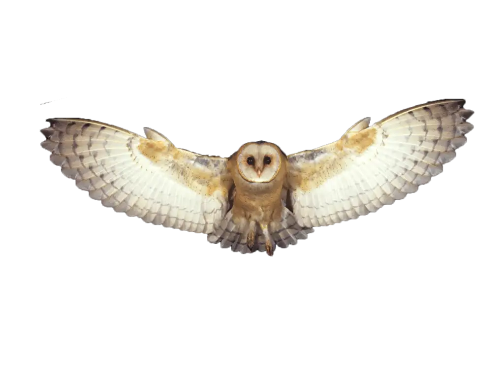 Barn Owl in Flight