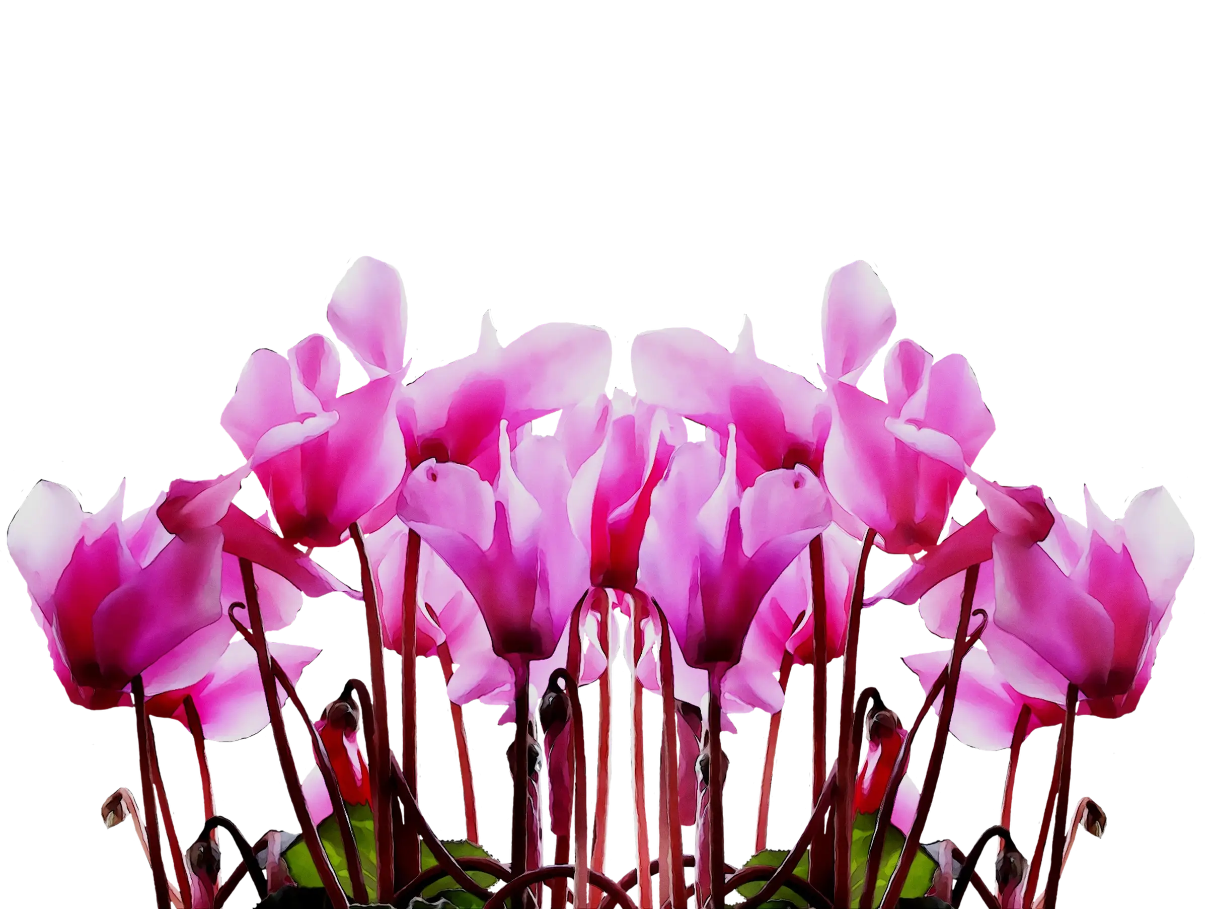 Beautiful Pink Flowers in Bloom