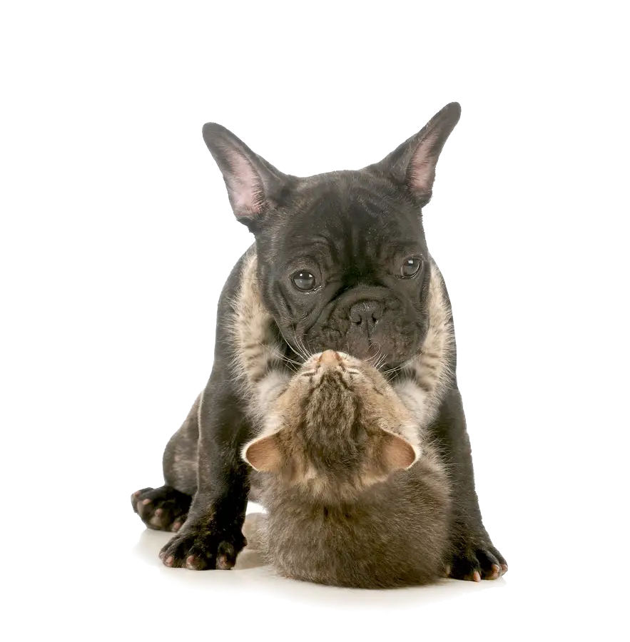 Adorable Puppy and Kitten Together