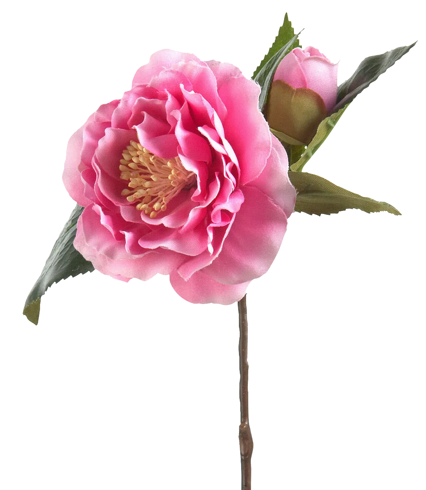 Blooming Pink Camellia Flower
