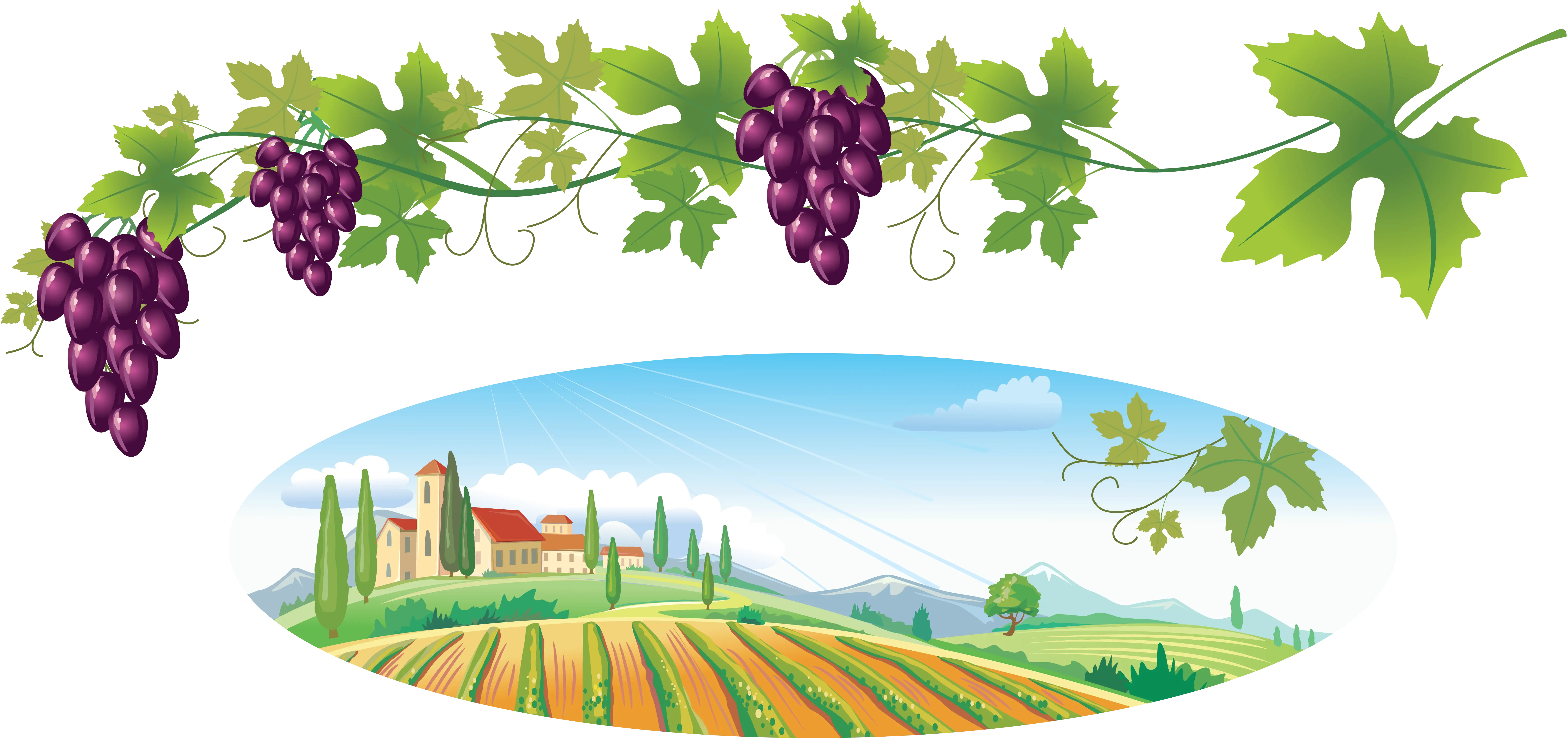 Purple Grapes in Vineyard