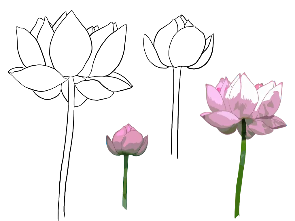 Pink Lotus Flowers with Artistic Sketches