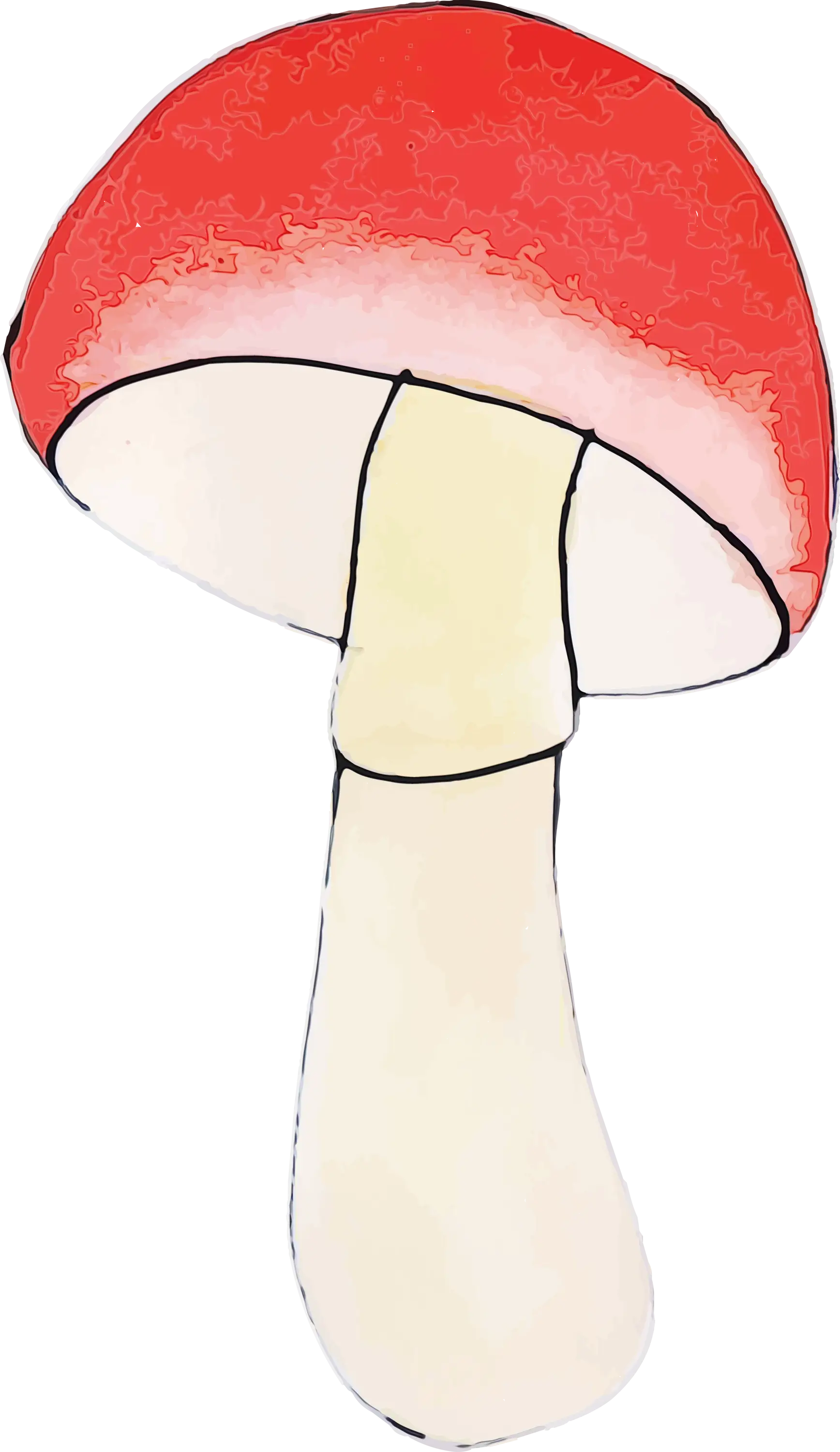 Red Cap Mushroom Illustration