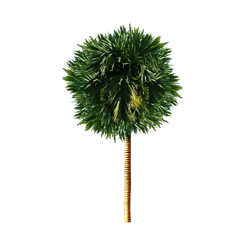Tropical Palm Tree Illustration