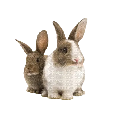 Two Rabbits Illustration