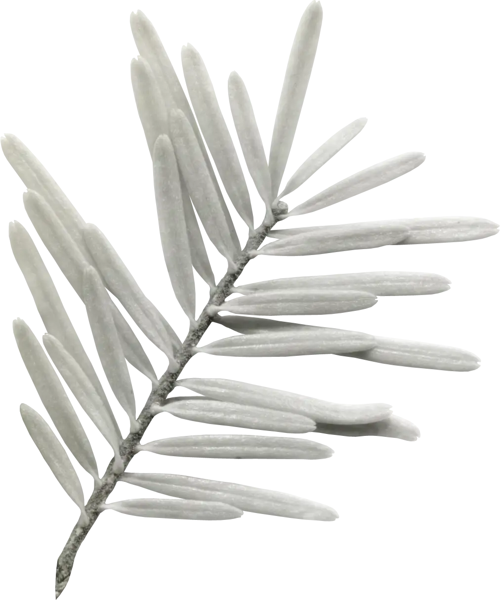 White Leaf Branch