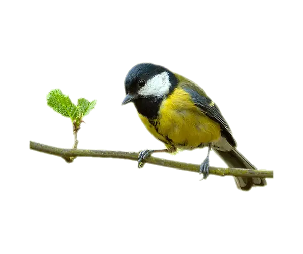 Bird Perched on Branch