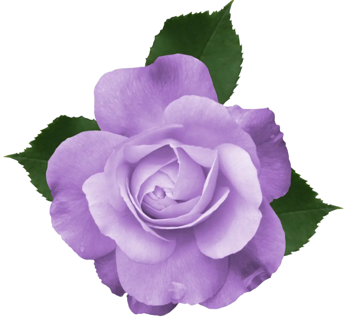 Purple Rose with Green Leaves
