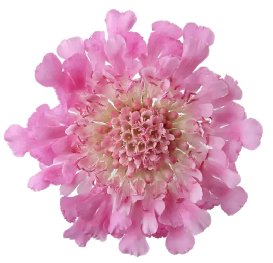 Pink Flower Bloom Illustration