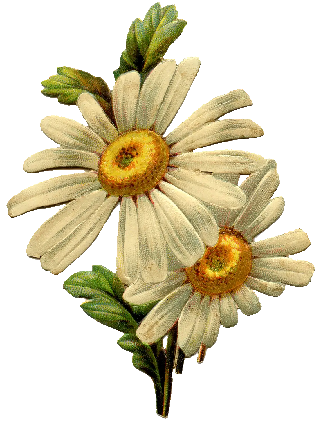 Beautiful Daisies