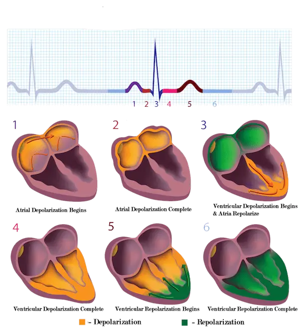 Heart Depolarization and Repolarization Diagram