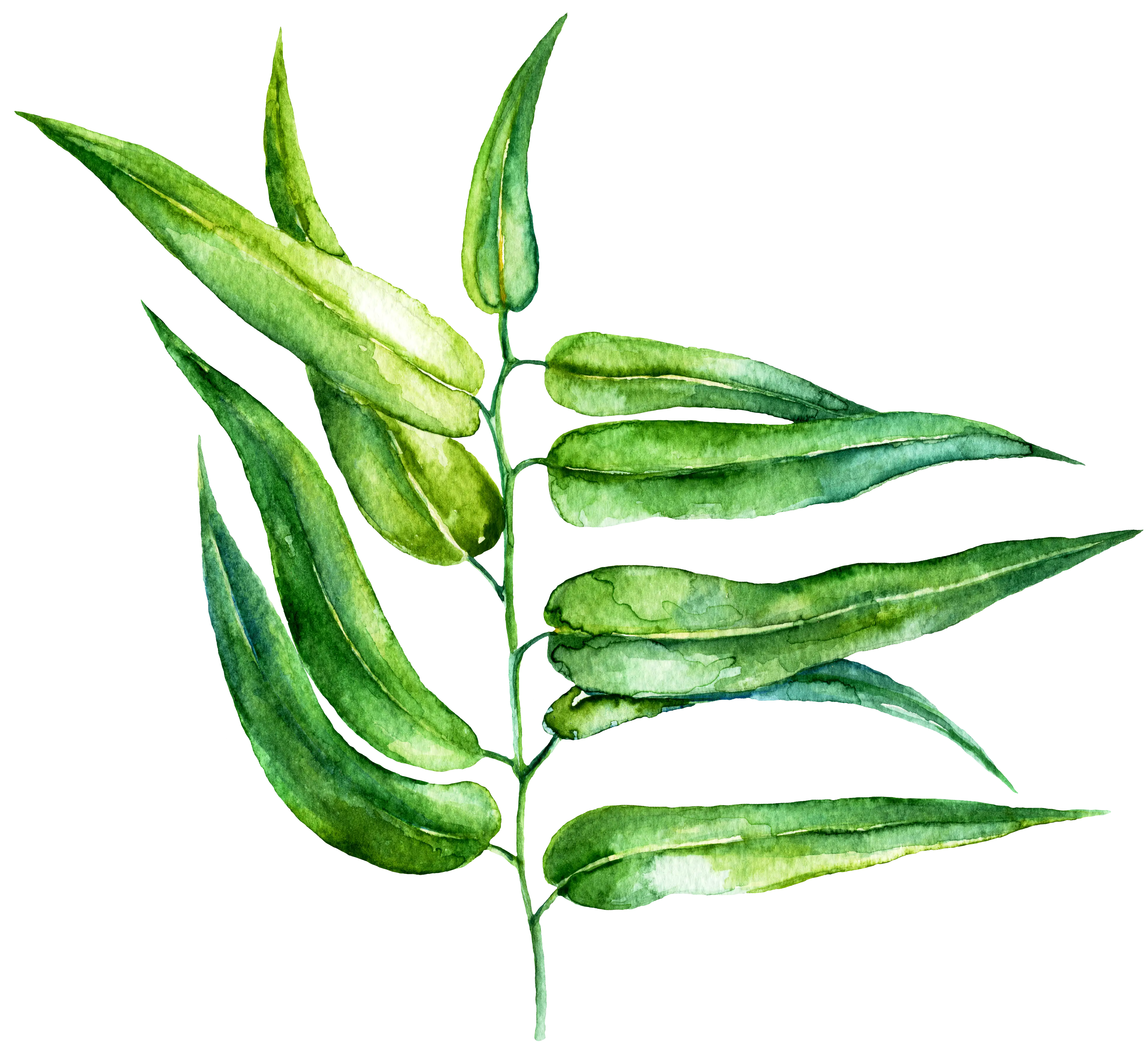 Watercolor Green Leaves Illustration