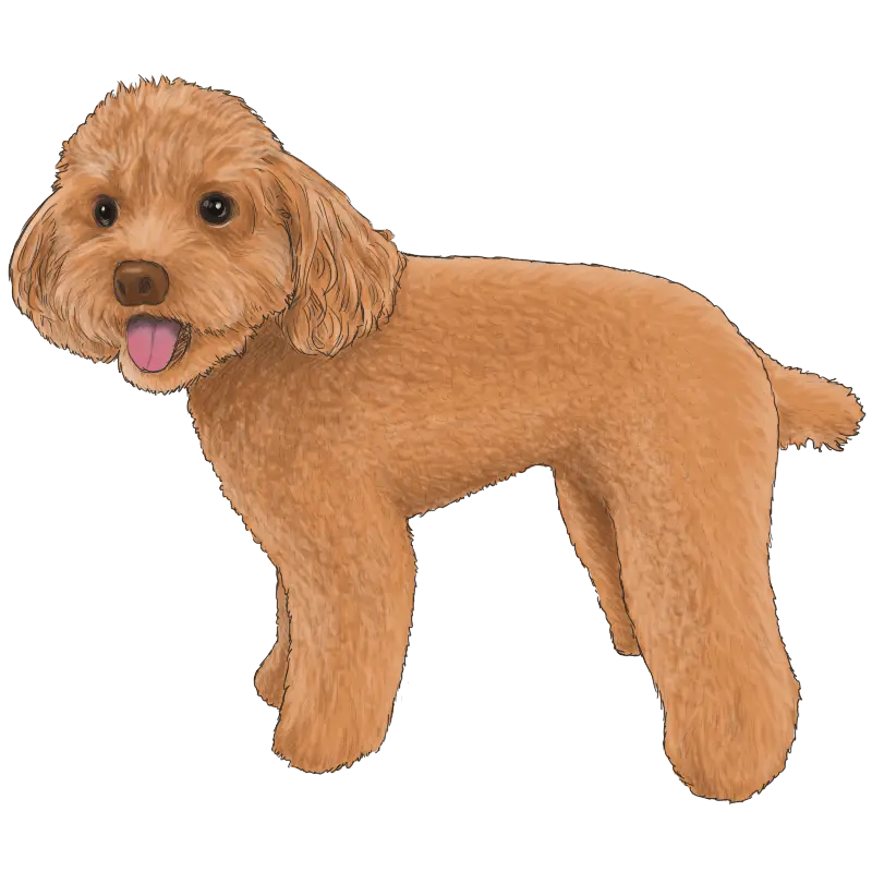 Brown Dog Illustration