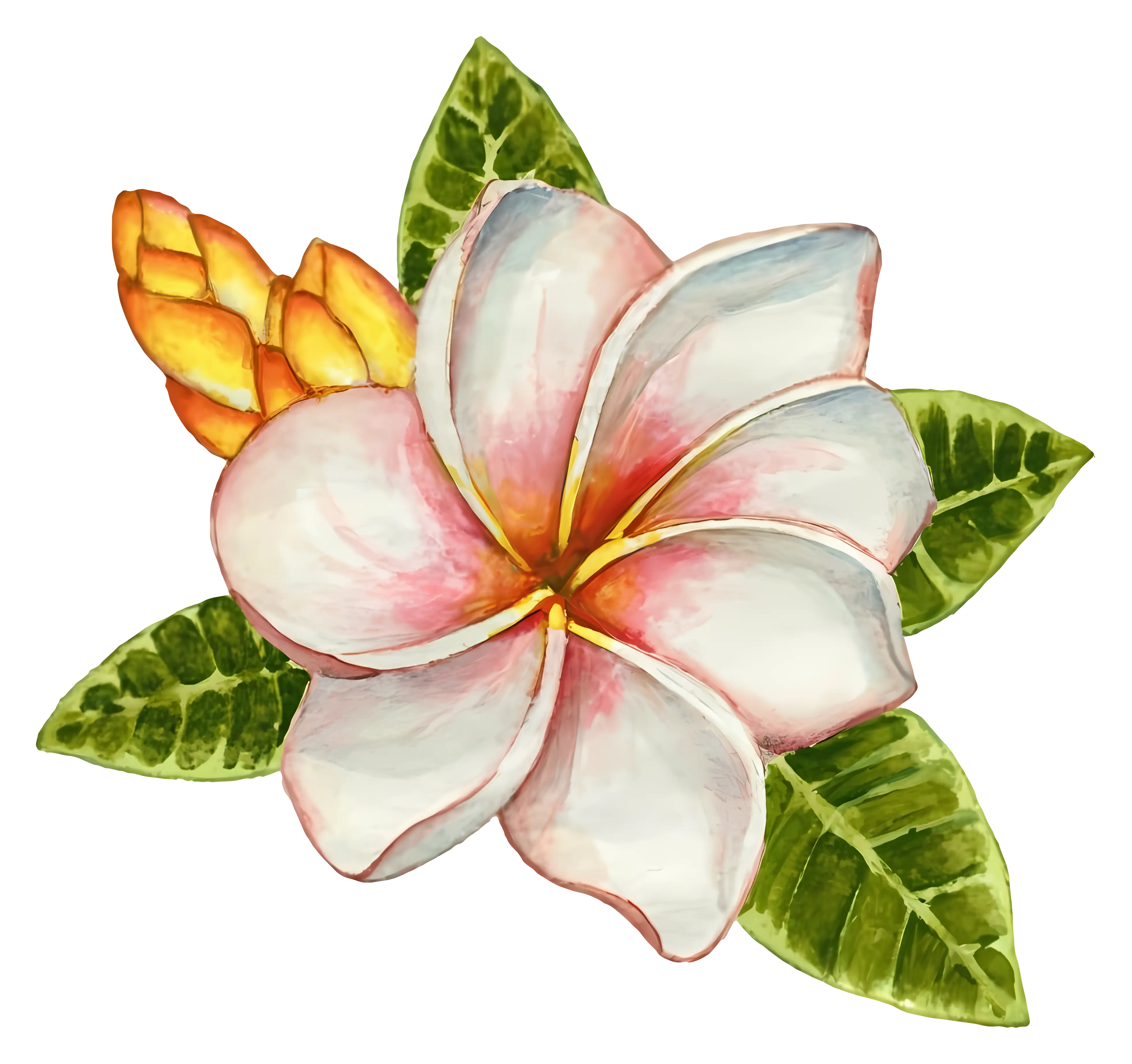 Beautiful Plumeria Flower