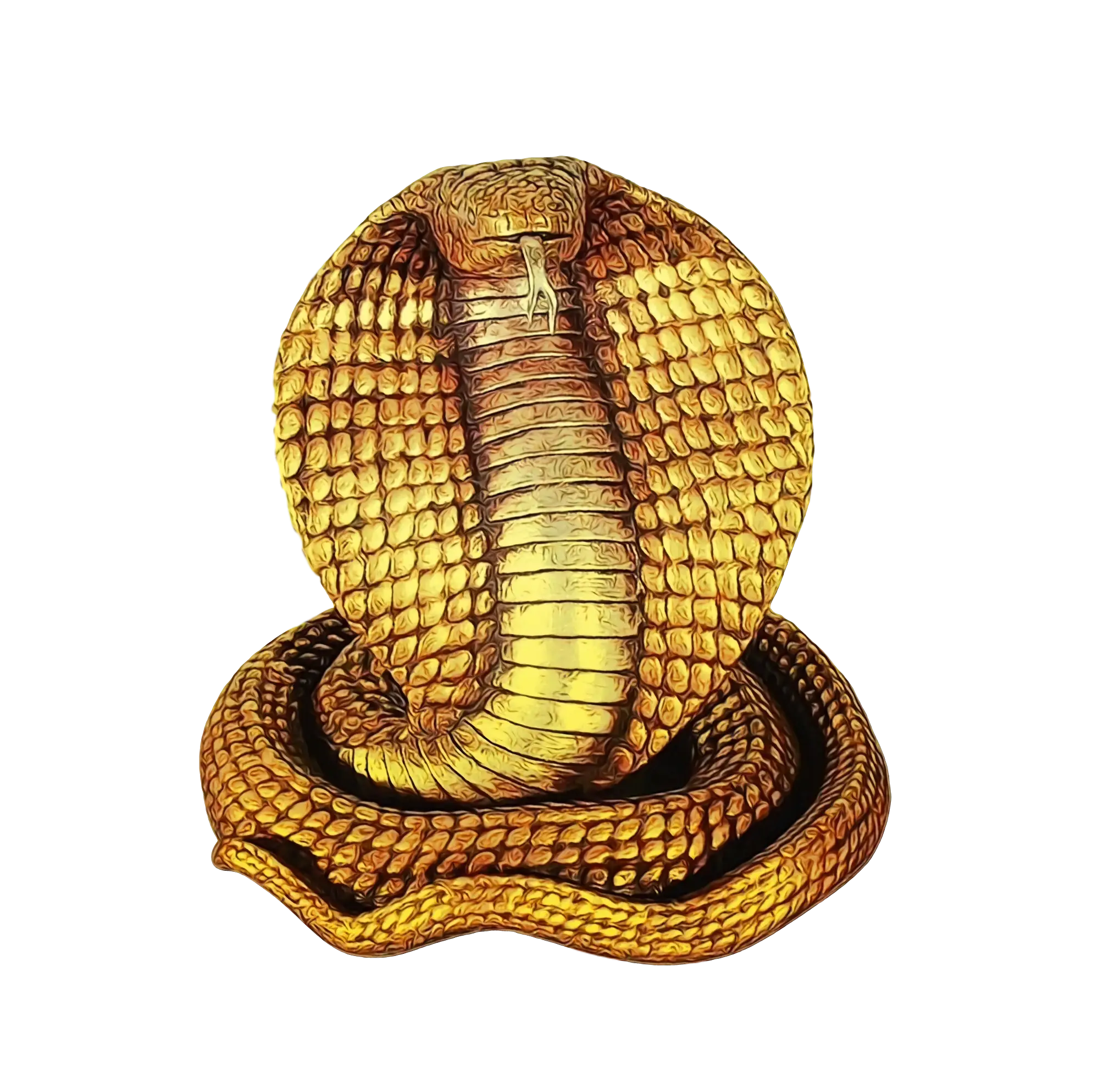 Cobra Snake Coiled up Illustration